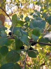 Rhamnus cathartica