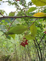 Cotoneaster bullatus
