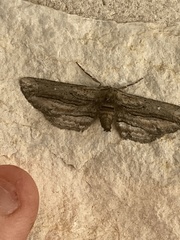 Holochroa dissociarius