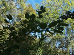 Salix
