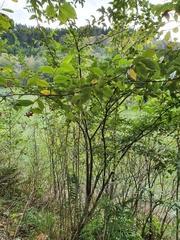 Cotoneaster bullatus