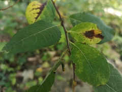 Salix