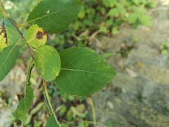 Salix