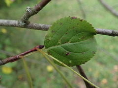 Malus sylvestris