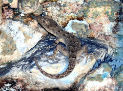 Mediodactylus heterocercus