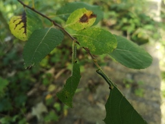 Salix