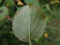 Malus sylvestris