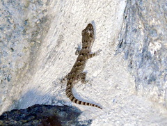 Mediodactylus heterocercus