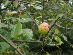 Malus sylvestris