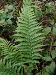 Dryopteris filix-mas