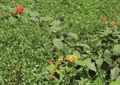 Lantana
