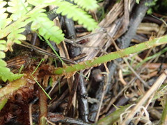 Dryopteris filix-mas