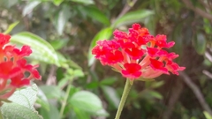 Lantana camara camara