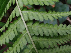 Dryopteris filix-mas