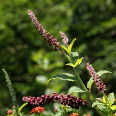 Phytolacca thyrsiflora