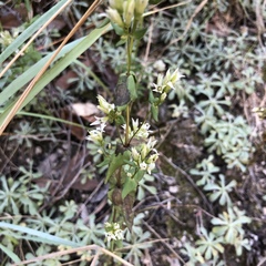 Gentianella microcalyx