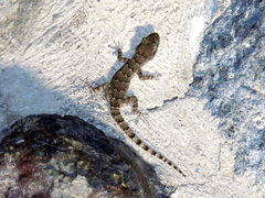 Mediodactylus heterocercus