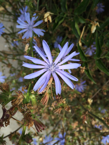 Another photo of Chicory