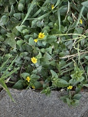 Calyptocarpus vialis