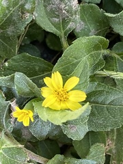 Calyptocarpus vialis