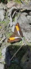 Adelpha delinita