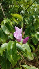 Cryptostegia