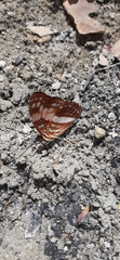 Adelpha delinita