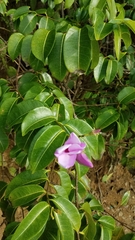 Cryptostegia