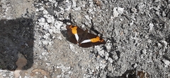 Adelpha delinita