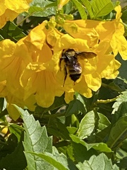 Bombus sonorus