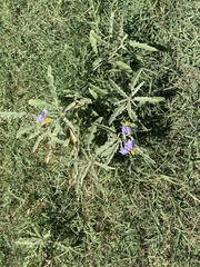 Solanum elaeagnifolium