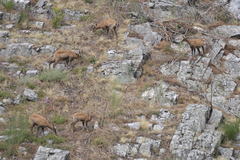 Rupicapra pyrenaica parva