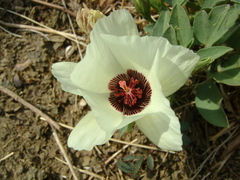 Cienfuegosia rosei