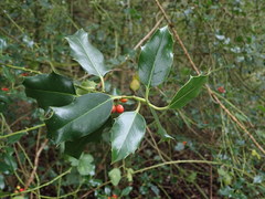 Ilex aquifolium
