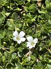 Bacopa monnieri