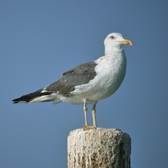 Larus fuscus