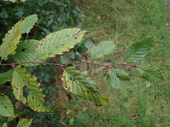 Carpinus betulus