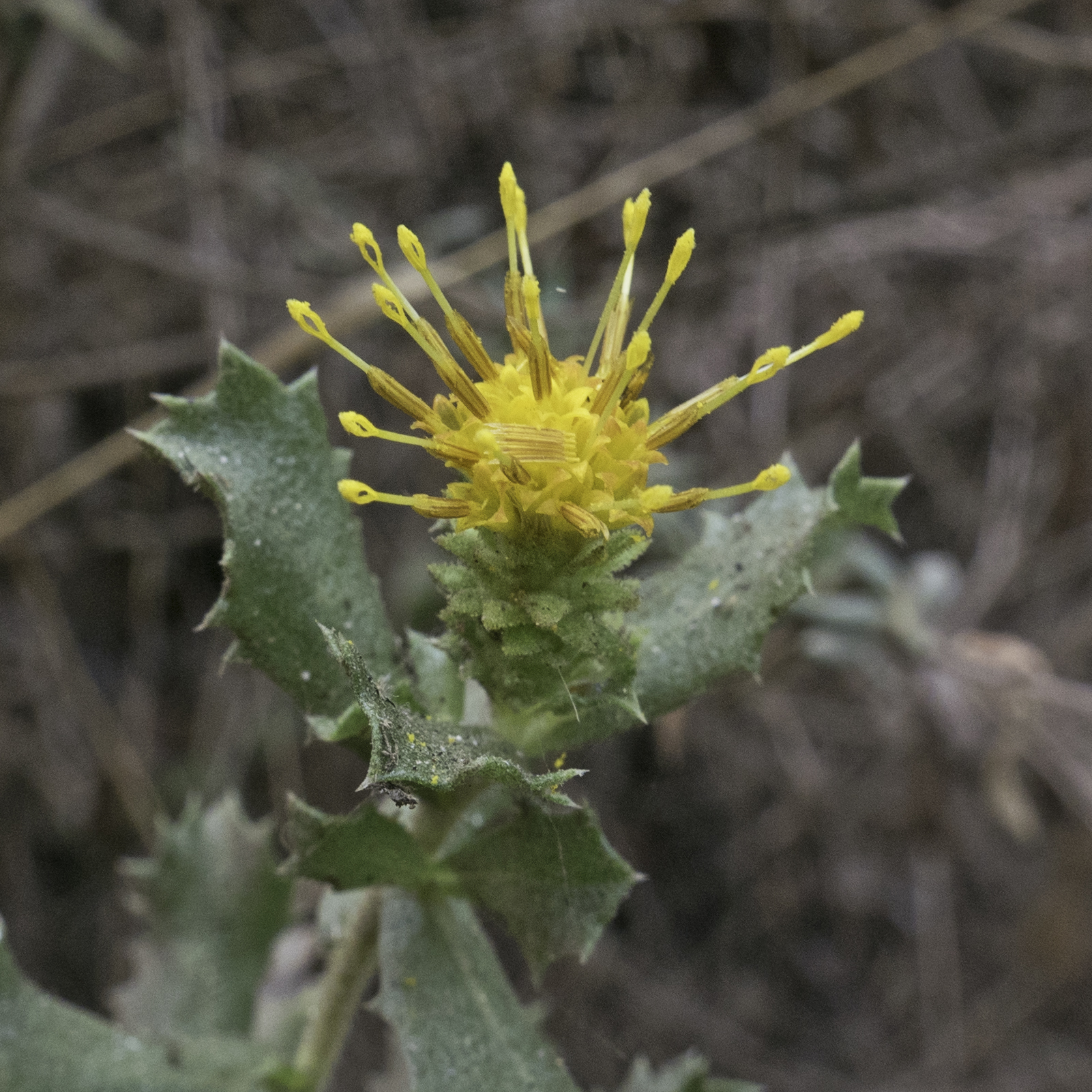 Hazardia squarrosa