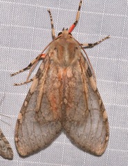 Pseudohemihyalea labecula