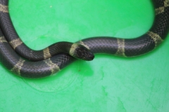 Leptodeira nigrofasciata