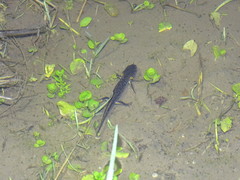 Triturus ivanbureschi