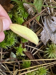 Platanthera blephariglottis