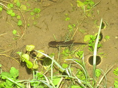 Triturus ivanbureschi