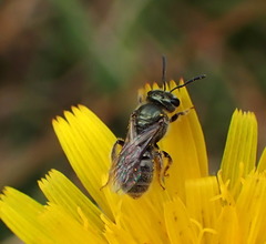 Lasioglossum lineatulum