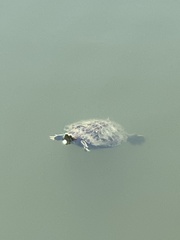 Trachemys scripta elegans