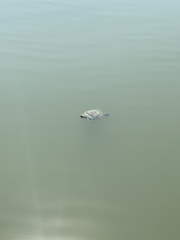 Trachemys scripta elegans