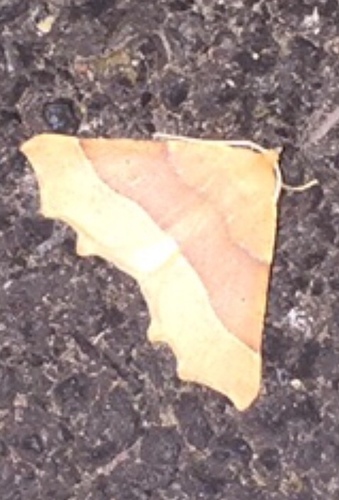 October Thorn photo 5