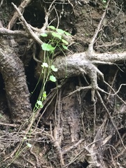 Hydrocotyle americana