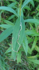 Phytomyza solidaginis