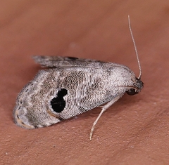 Abablemma duomaculata